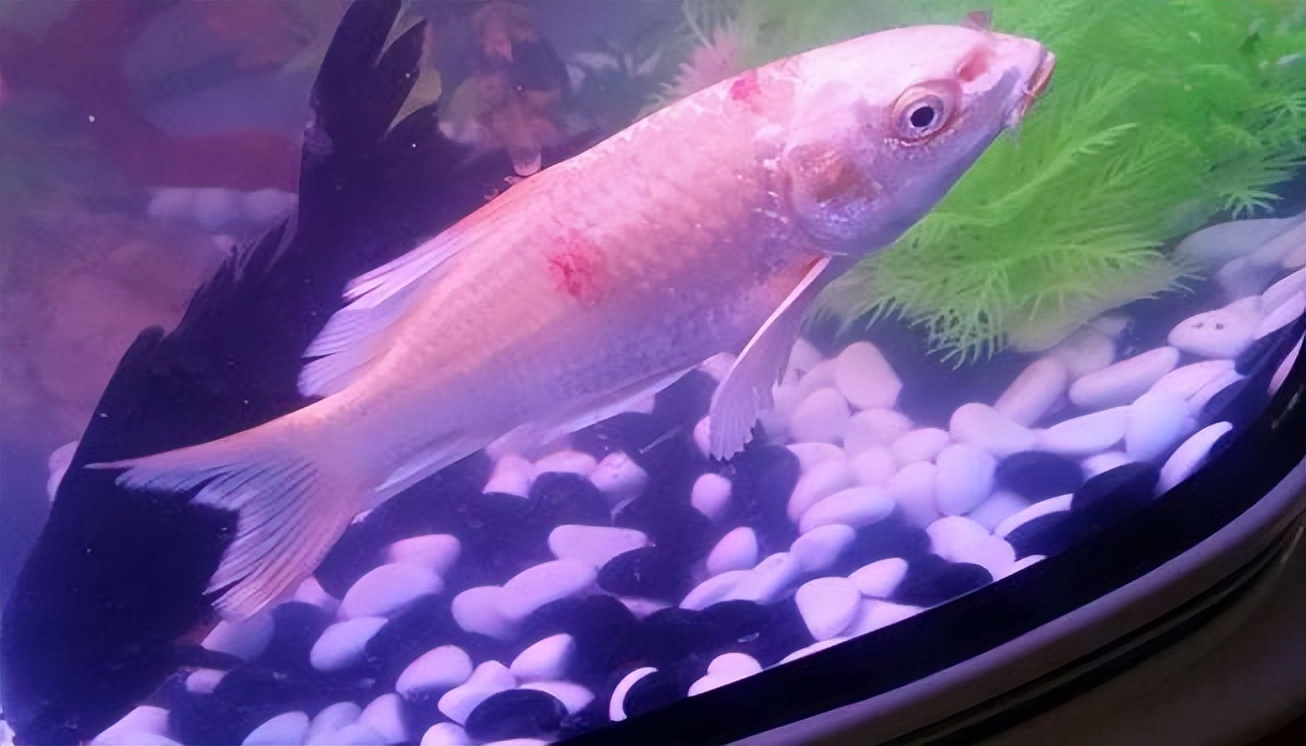 鱼撞缸是怎么回事？鱼撞缸的6种原因！