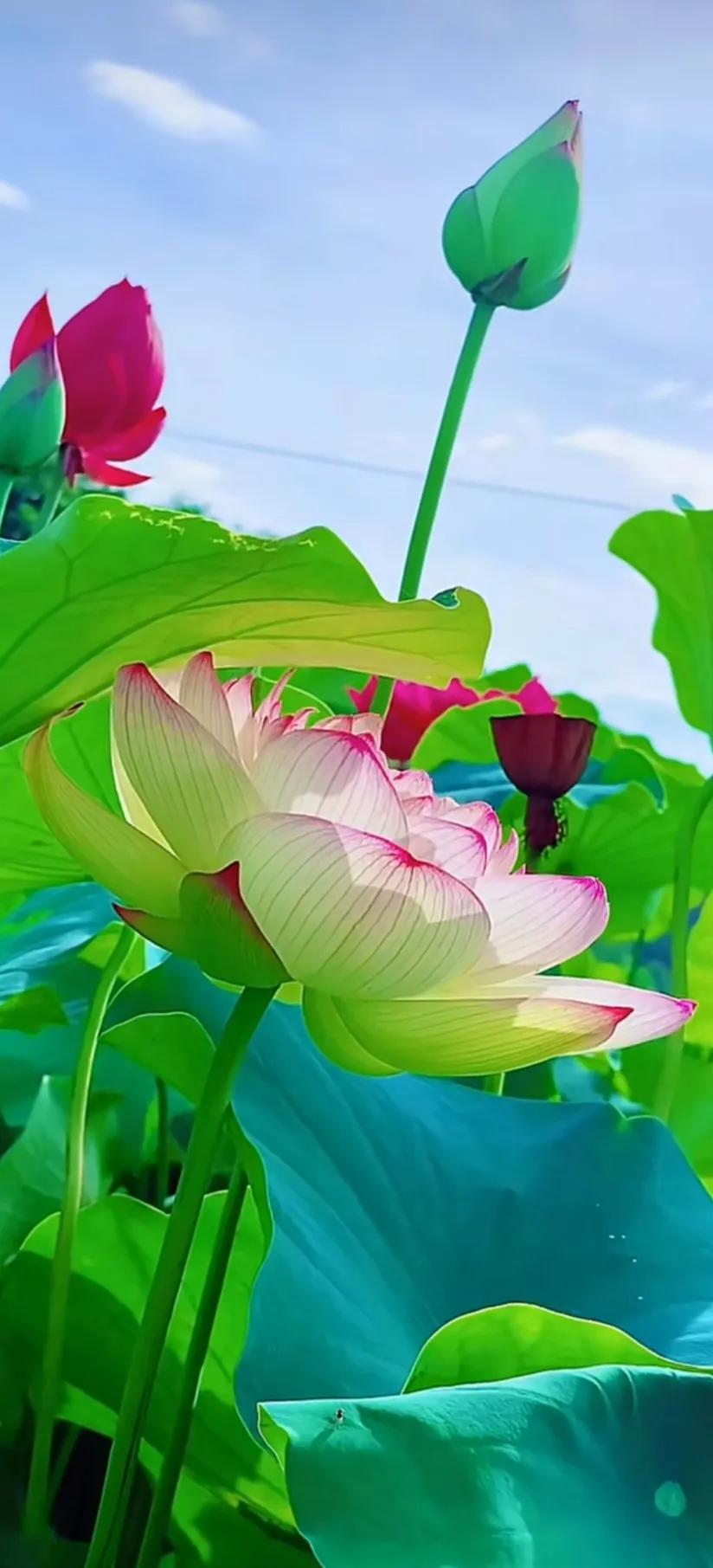 分享一组荷花图,分享一张你与荷花的照片