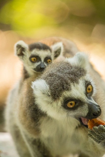 大兴野生动物园之旅,北京野生动物园和猛兽亲密接触