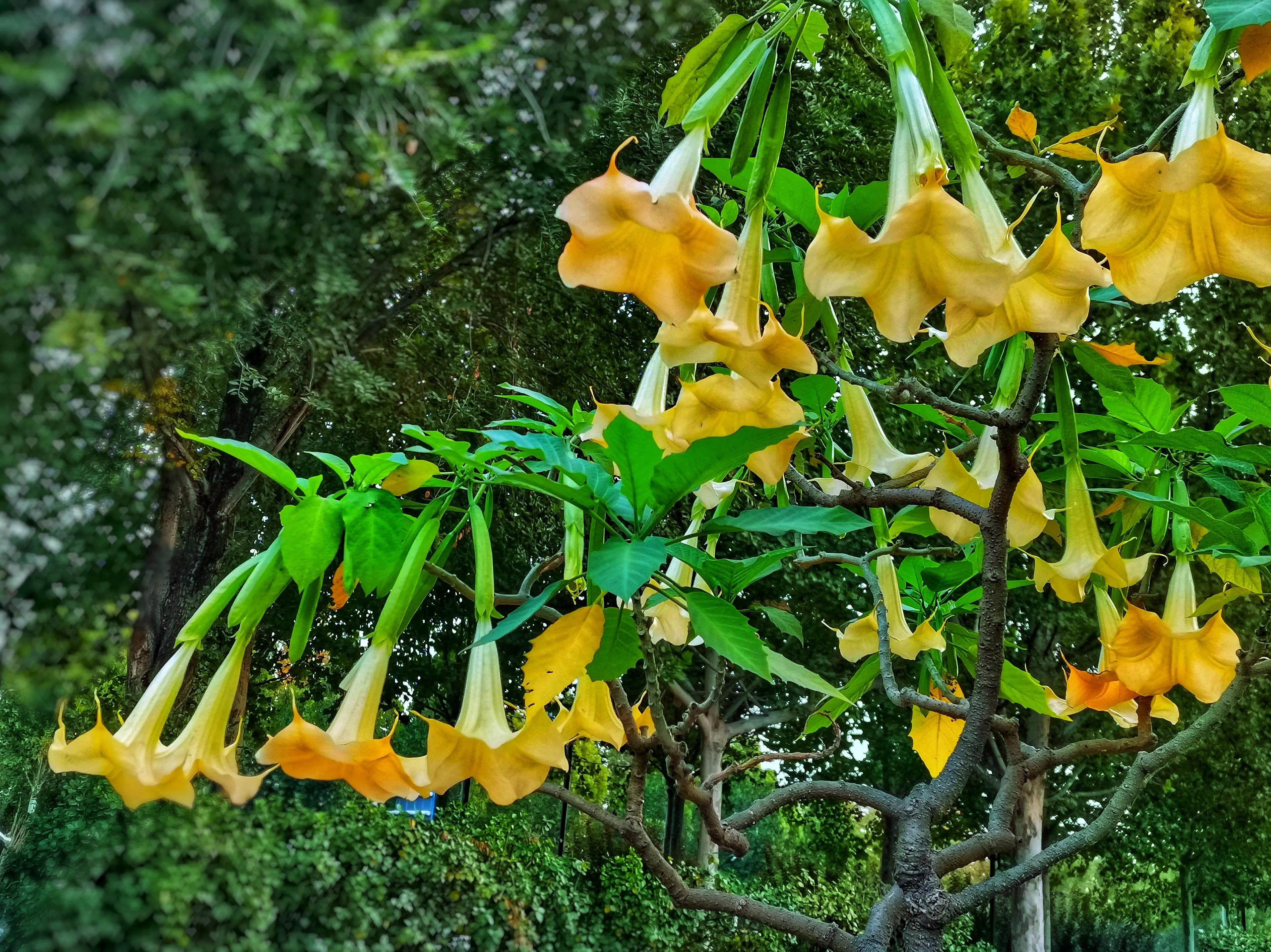 百花酿诗韵芬芳留人间（一）