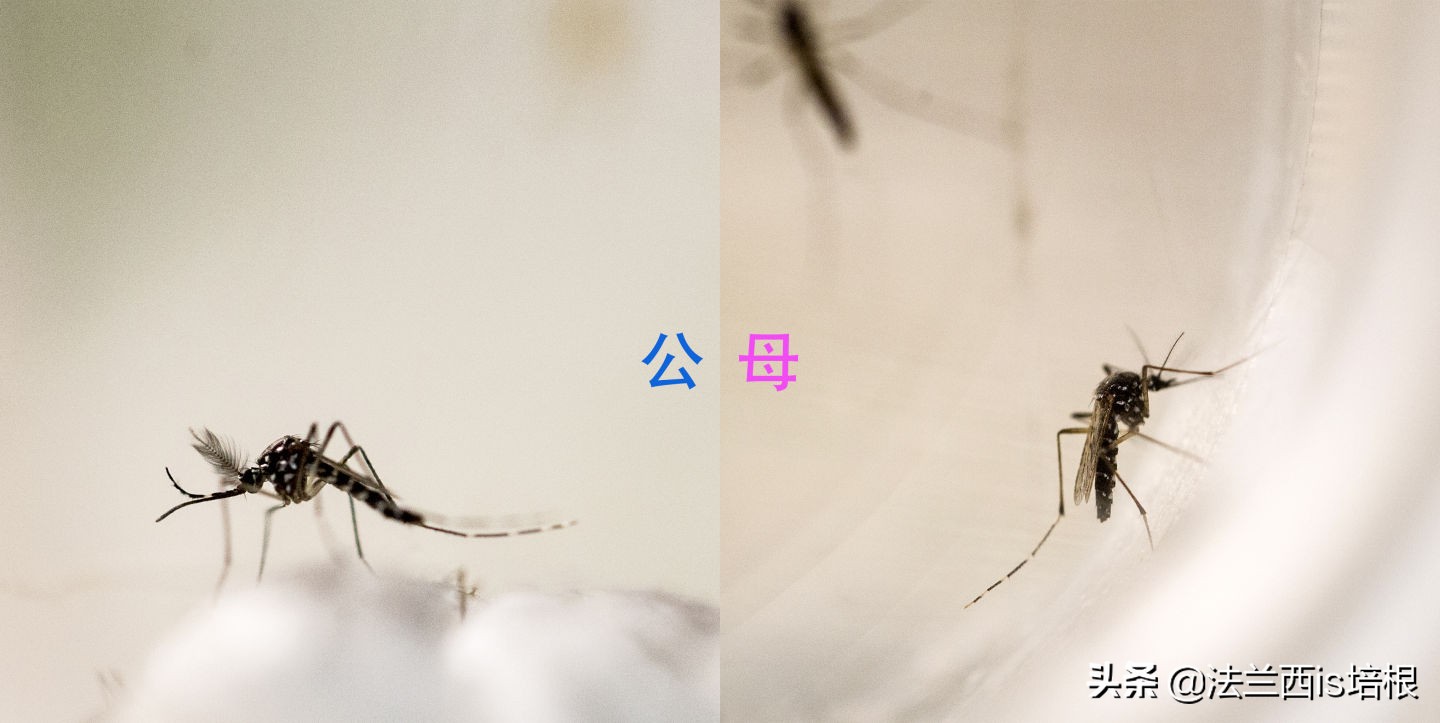 收走蚊子的作案工具,没收蚊子的工具