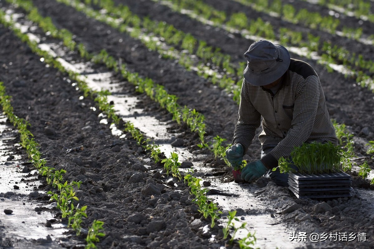 不打农药不施肥的蔬菜怎么种植,四种蔬菜浇水方法