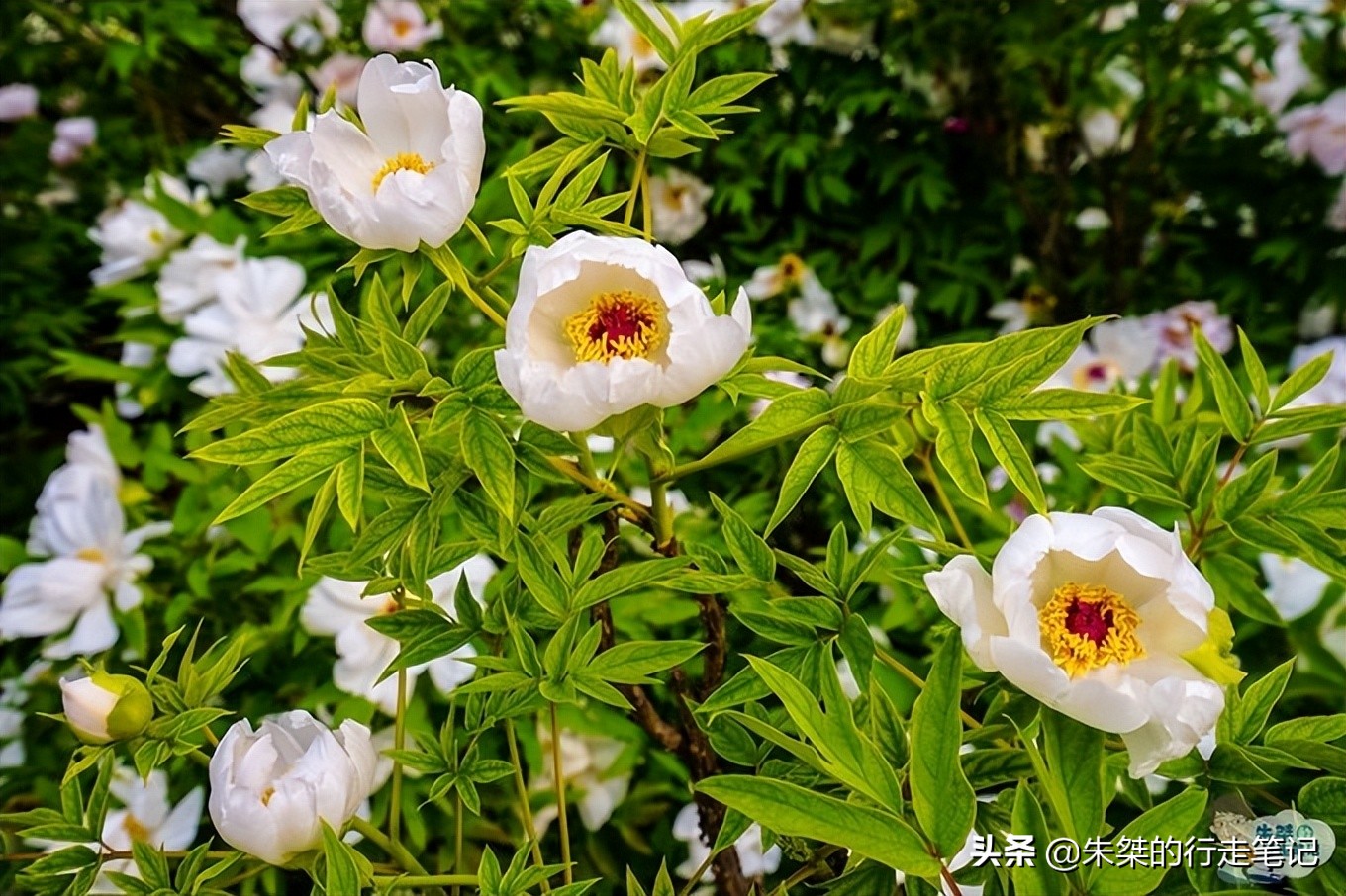 我国唯一一座以花为名的城市,中国唯一一个以花为名的城市