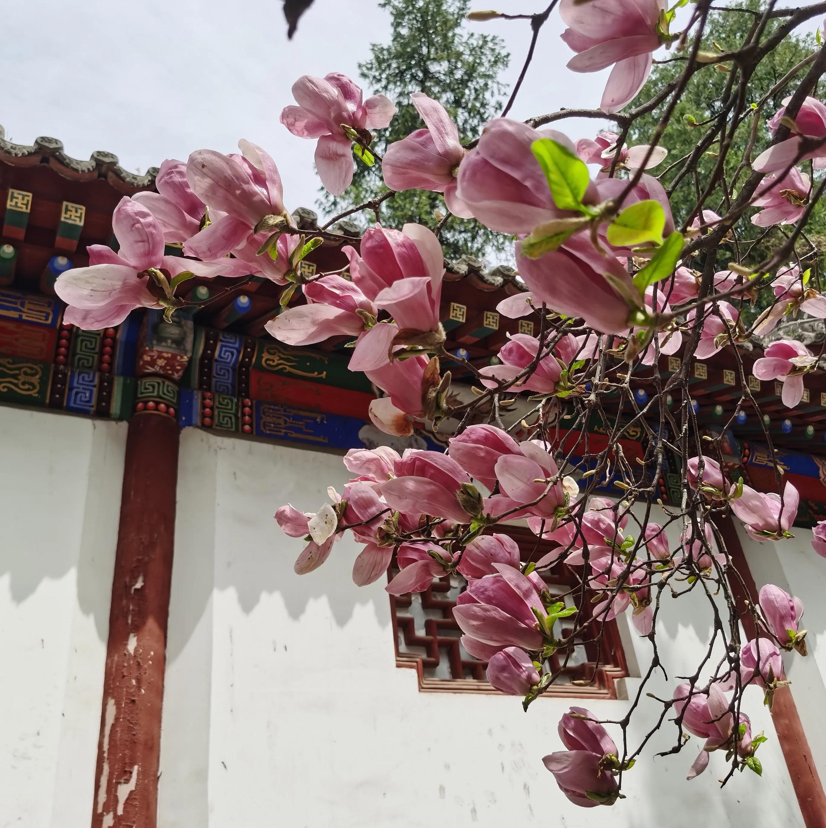 西安大兴善寺免费景点,西安市的世界文化遗产