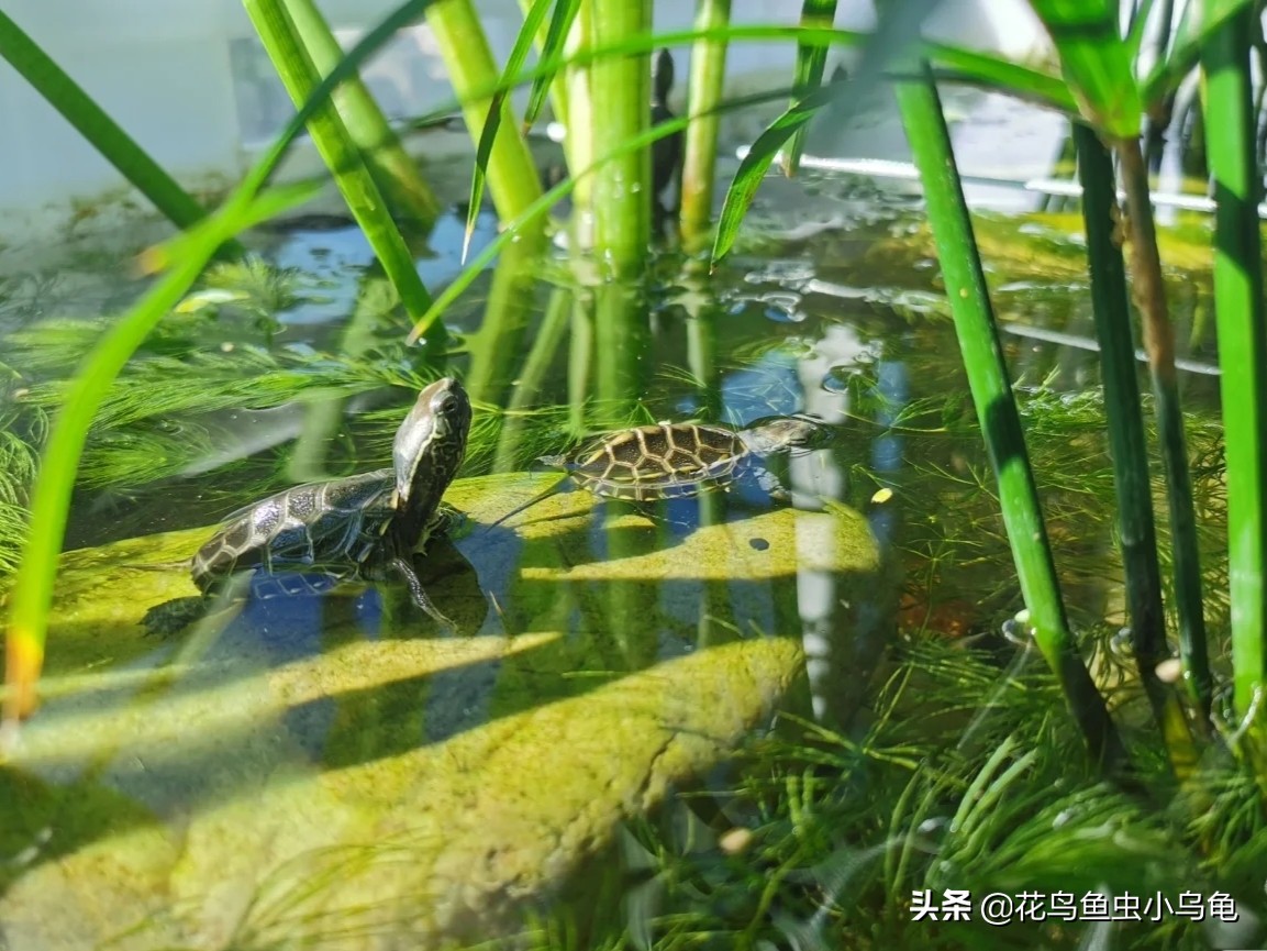 透明周转箱养龟环境布置,养龟不用过滤器怎么布置