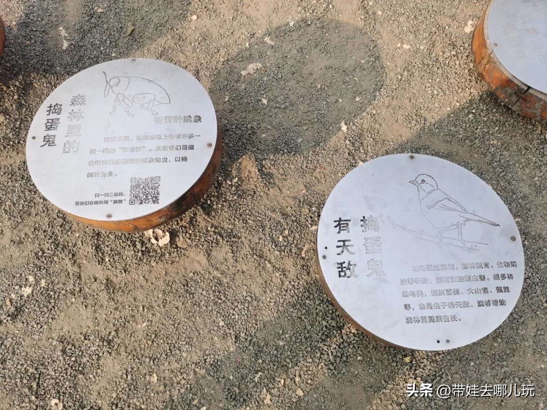 骑行国家森林公园,徒步骑行森林公园