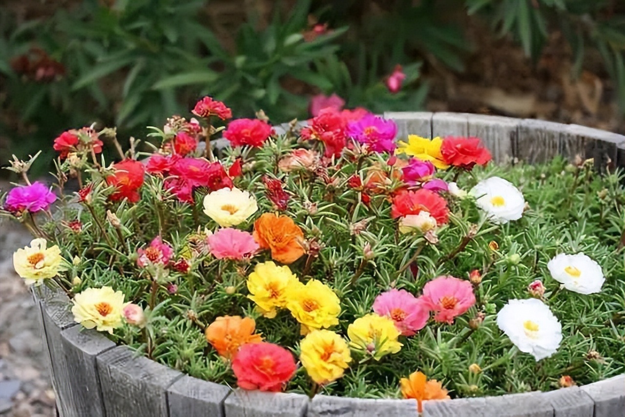 养这10种花越养家里越干净,适宜在家中养的10种花排名