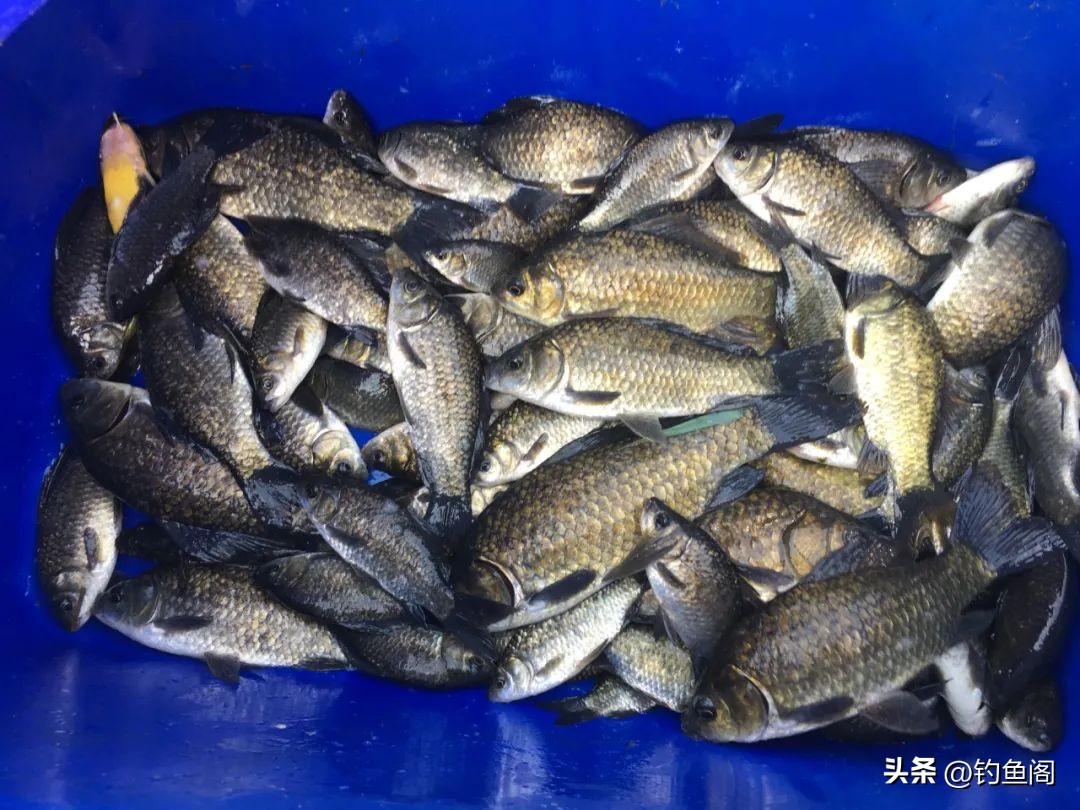 钓鱼人的水平高不高,钓鱼人必备的十大标准