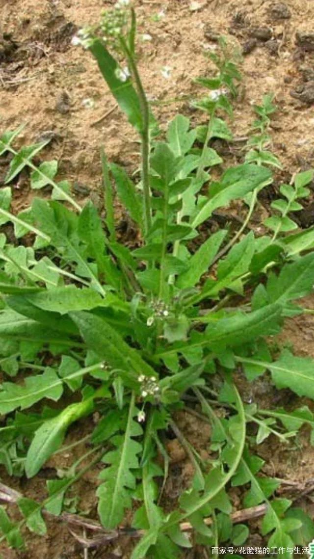 挑马兰头完整视频,野外挑马兰头