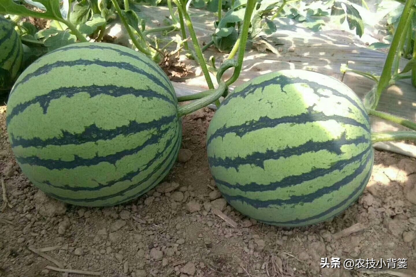 西瓜怎么种植才能高产一点,西瓜有哪些种植管理技巧