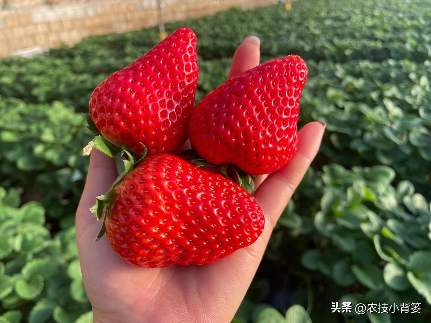 草莓的种植方法不用营养土种草莓,种草莓如果草莓苗有根如何种植