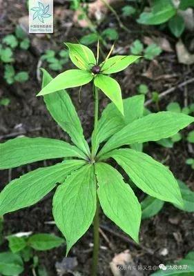 神农本草经上关于七叶一枝花,七叶一枝花号称药王