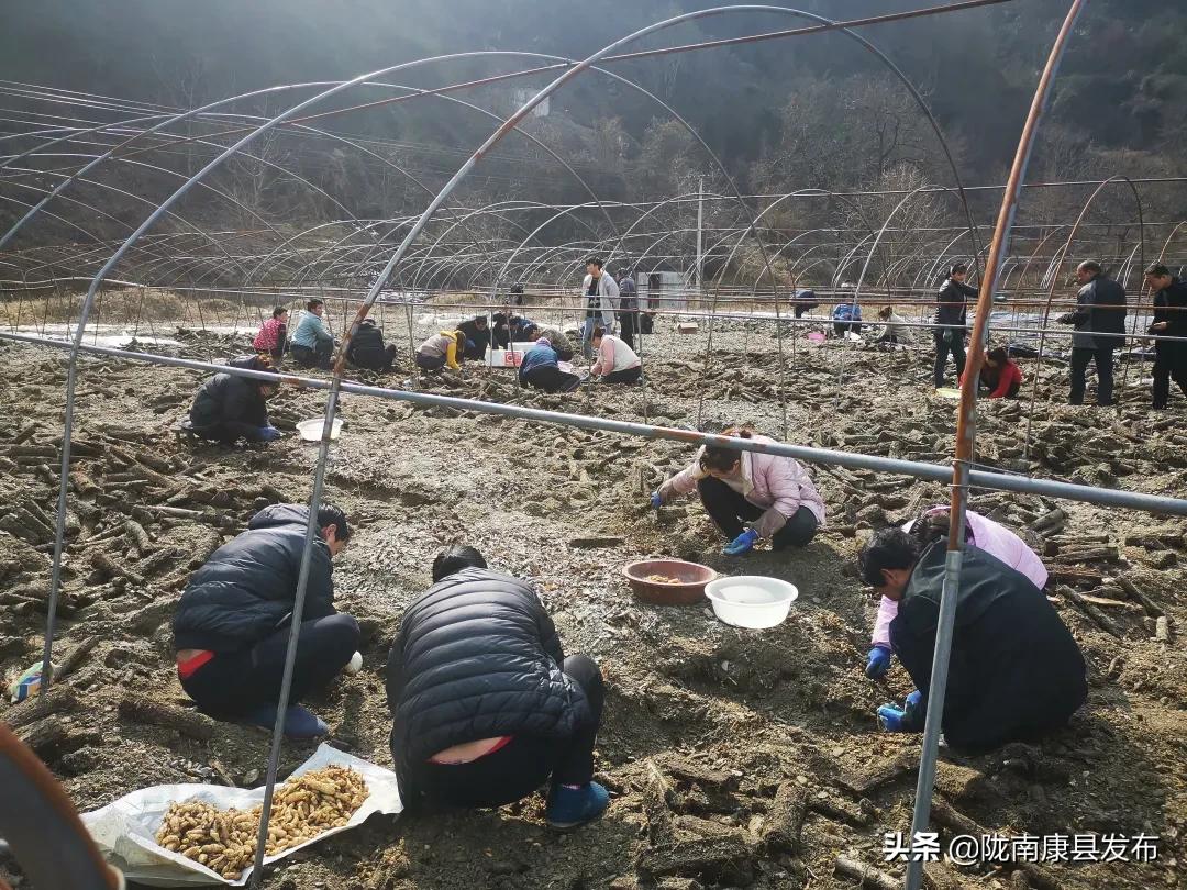 天麻种植产业园,发展天麻种植产业