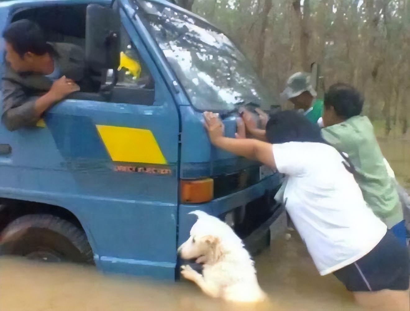 十种非常反骨的狗,狗狗反骨是什么原因