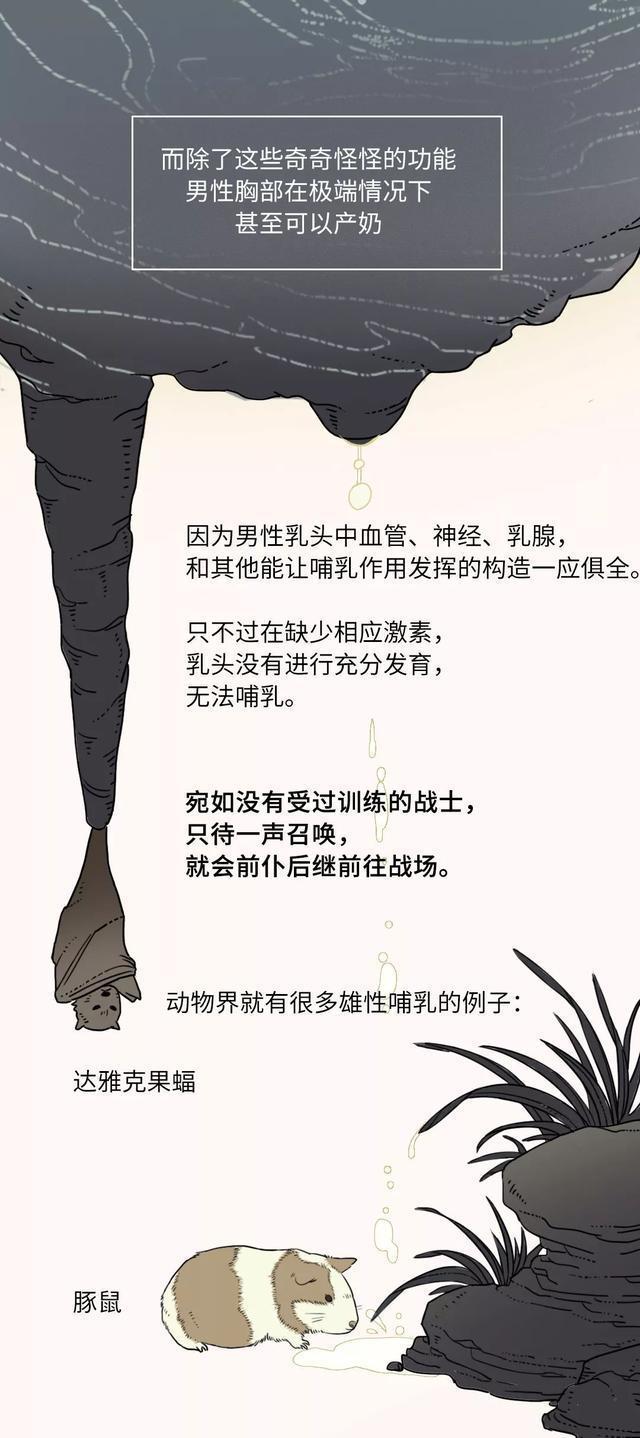 男人的奶头，到底有什么作用？是因为美观吗？很多女生不明白