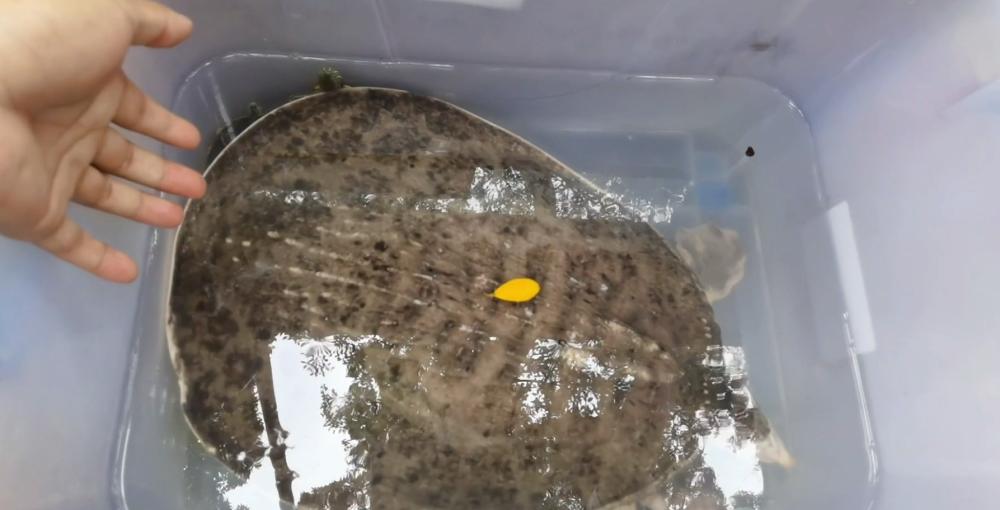 珍珠鳖在中国有天敌吗,珍珠鳖在美国泛滥了吗