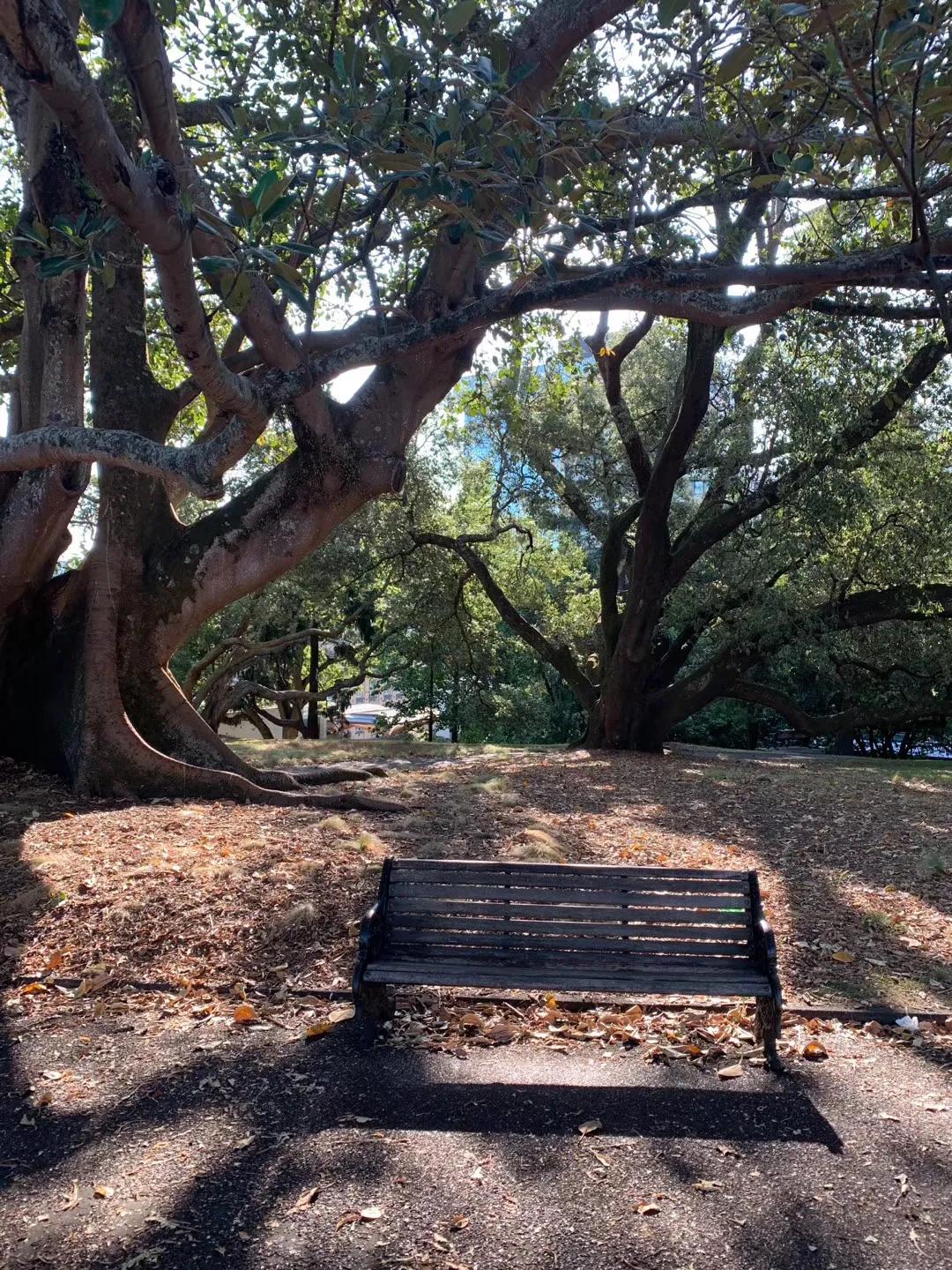 奥克兰自驾新西兰,新西兰奥克兰自驾风景