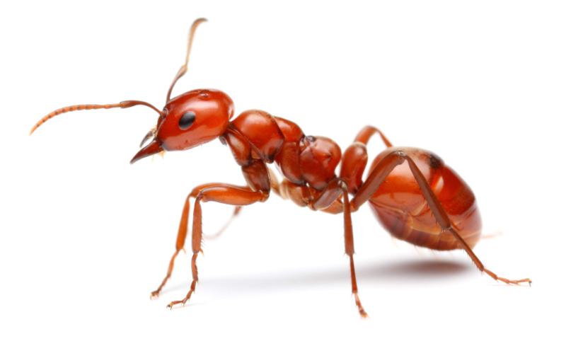 家里床上有蚂蚁怎么办,床上有蚂蚁怎样消灭掉