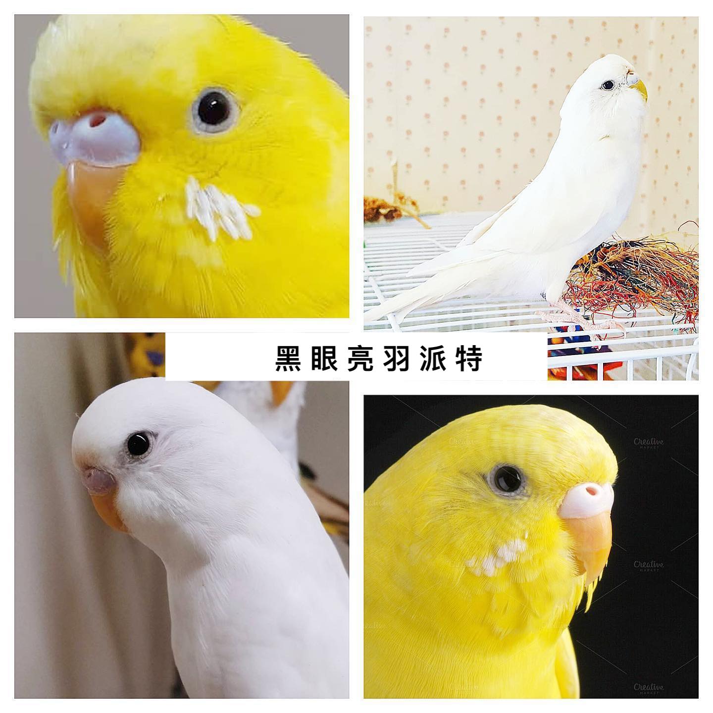 虎皮鹦鹉绿和蓝哪个基因强,虎皮鹦鹉白化红眼基因