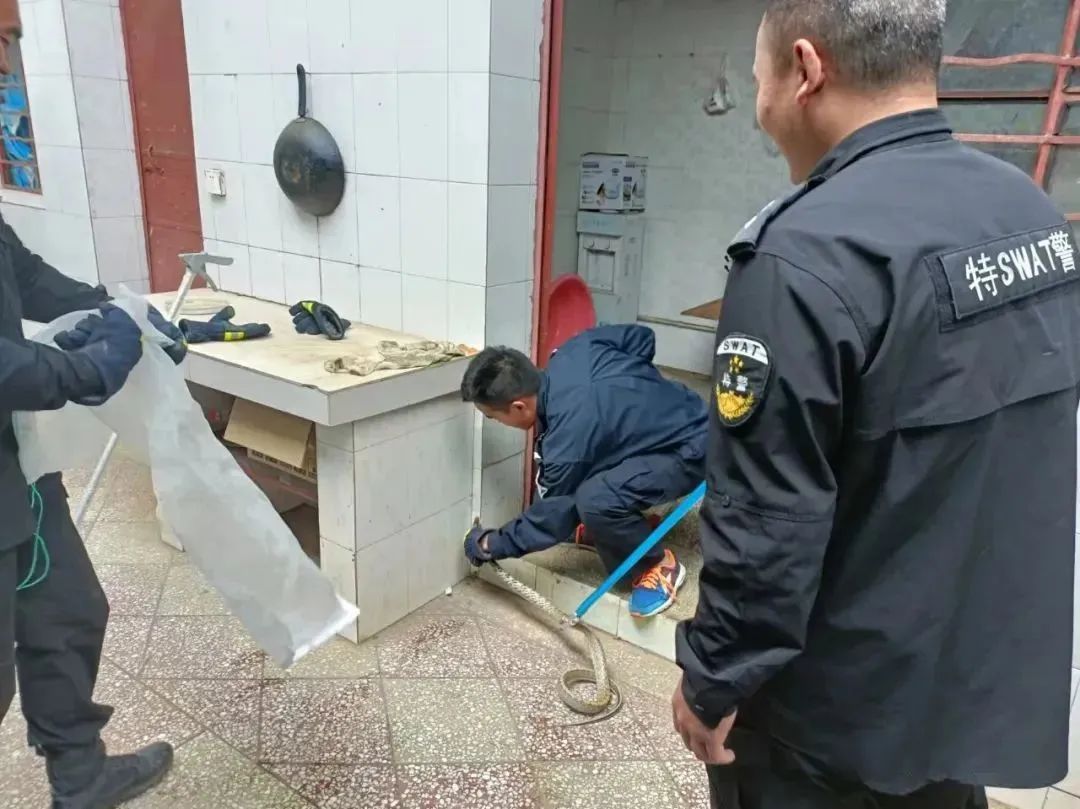 最毒的蛇碰上最毒的蜥蜴,最凶猛最毒的蛇