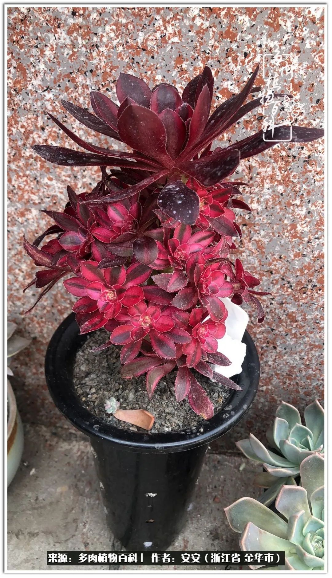 多肉法师花卉品种大全,多肉法师为什么叫法师