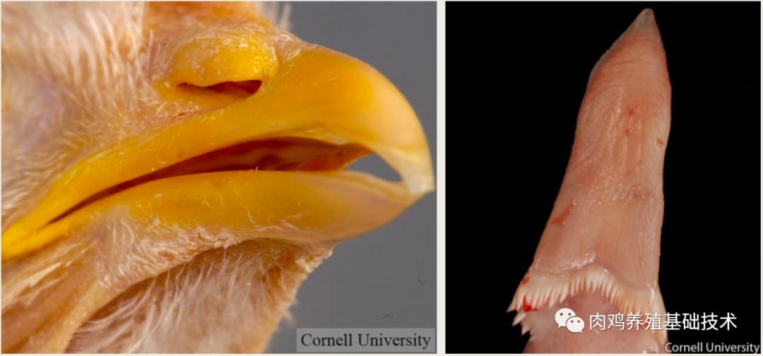 怎么看蛋鸡消化吸收好不好,怎么增强蛋鸡消化系统