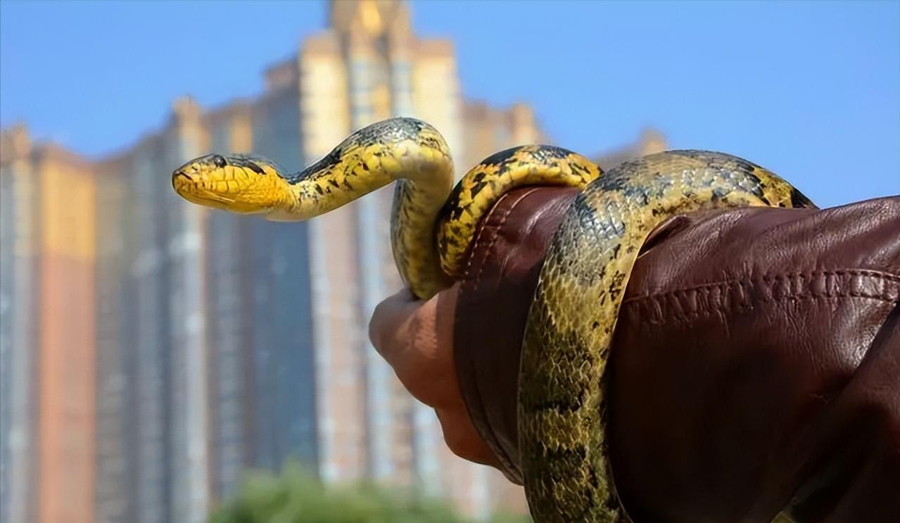 打蛇打七寸那么七寸到底在哪里呢,打蛇要打七寸下一句是什么