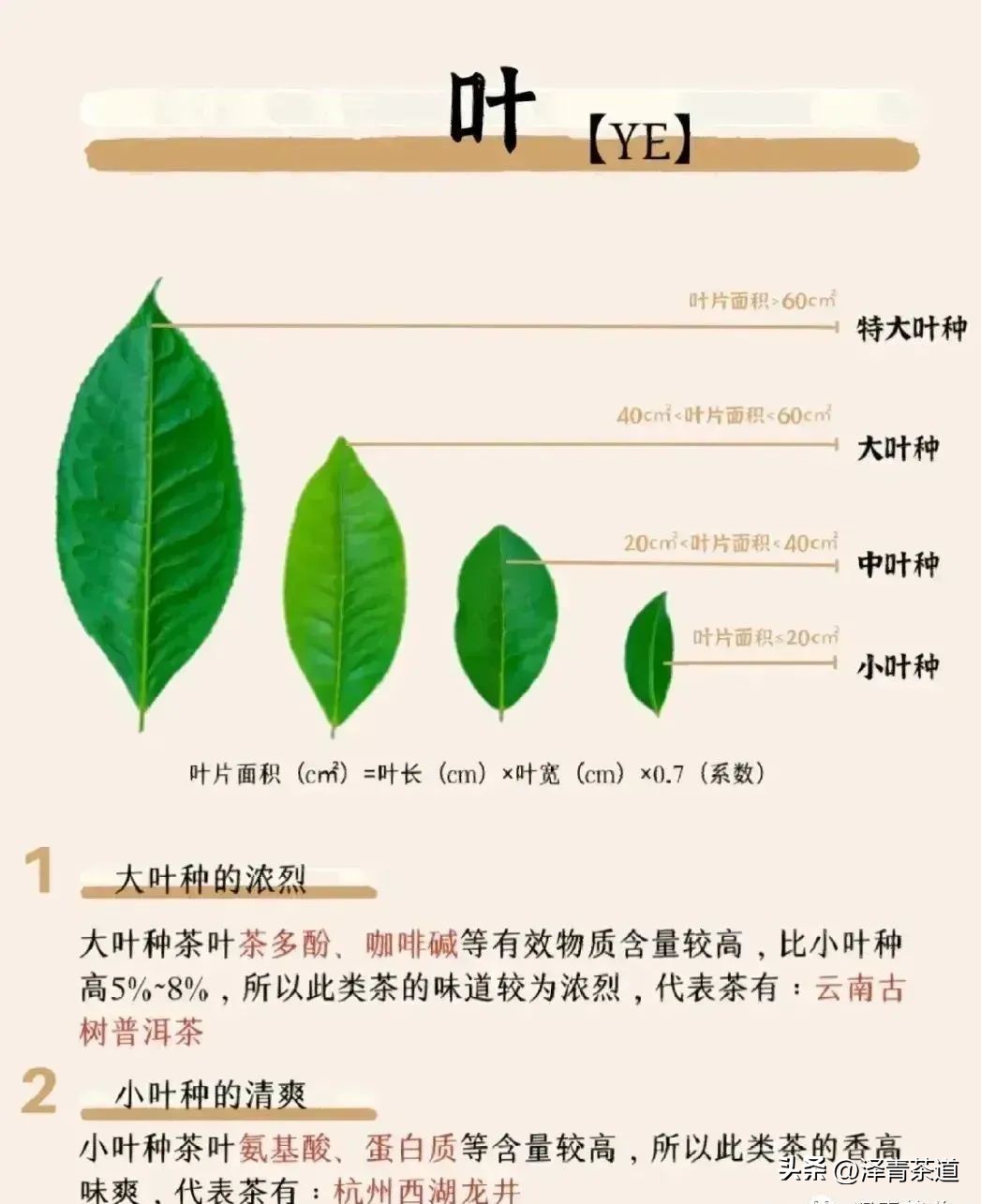 为什么茶树的南比北多,茶树生长的原因有哪些