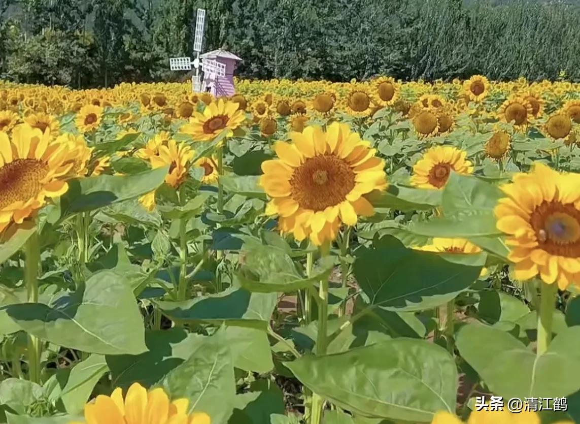 常用植物生长调节剂正确使用方法,植物调节剂喷后几个小时见效果