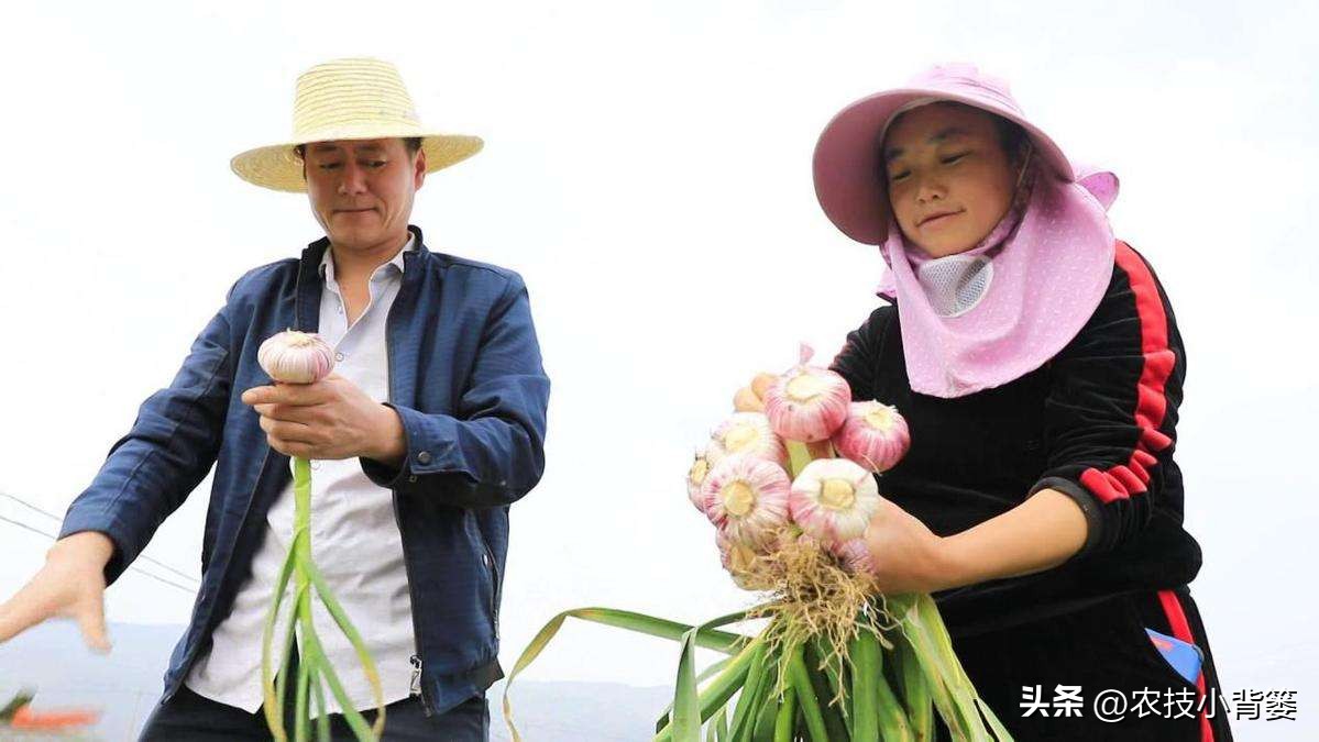 种植大量的大蒜怎么储藏,大蒜长期保鲜储存的正确方法