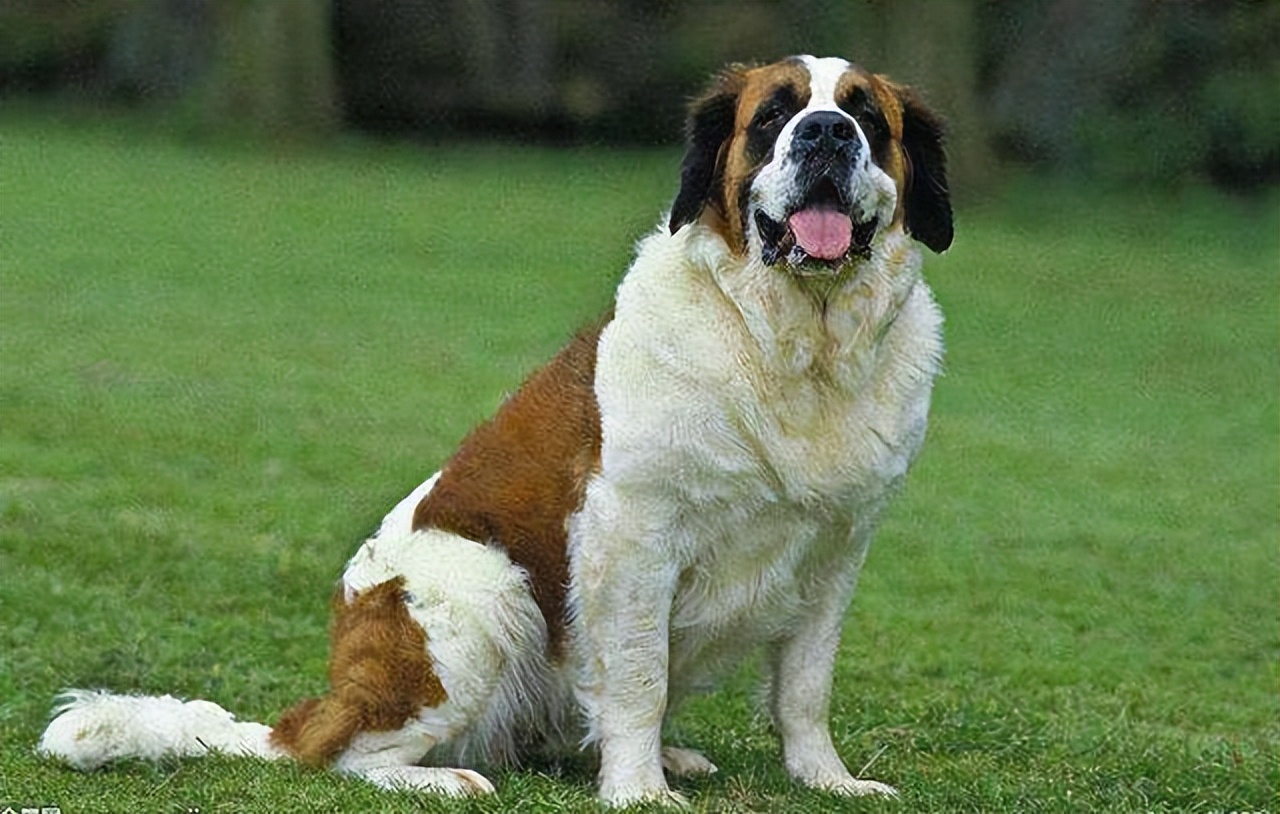 最凶猛的猛犬连藏獒都是弟弟,世界十大猛犬藏獒仅排第二