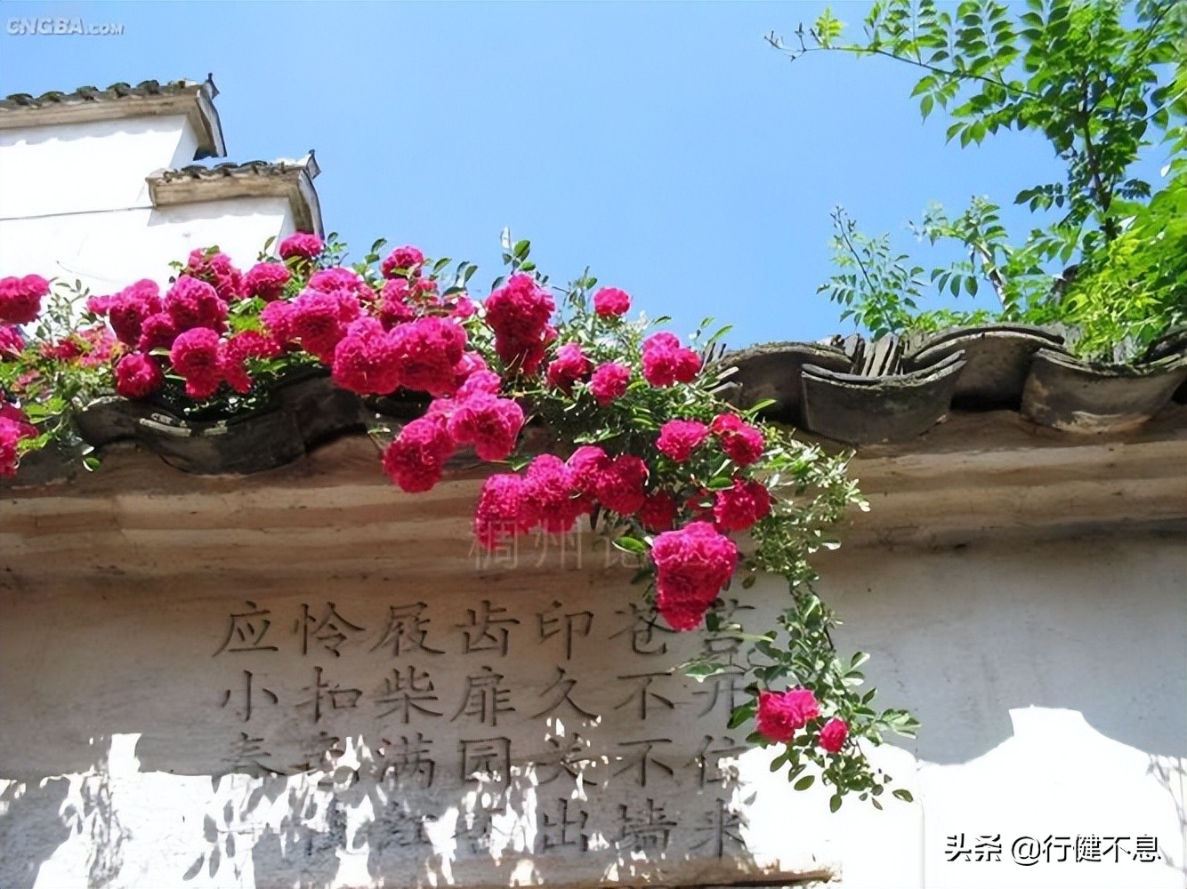 一枝红杏出墙来：十二首著名诗词，欣赏大诗人们的杏花情怀