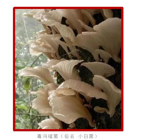 爱的魔力转圈圈蘑菇头,爱的魔力转圈圈彩虹伞