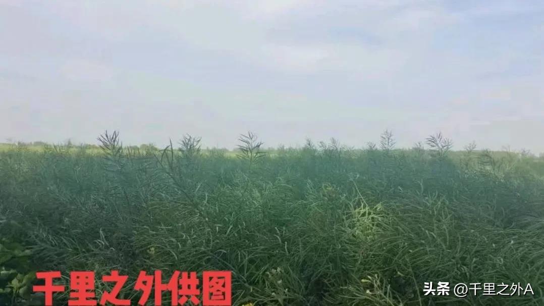 牛蹄河之恋（中篇）