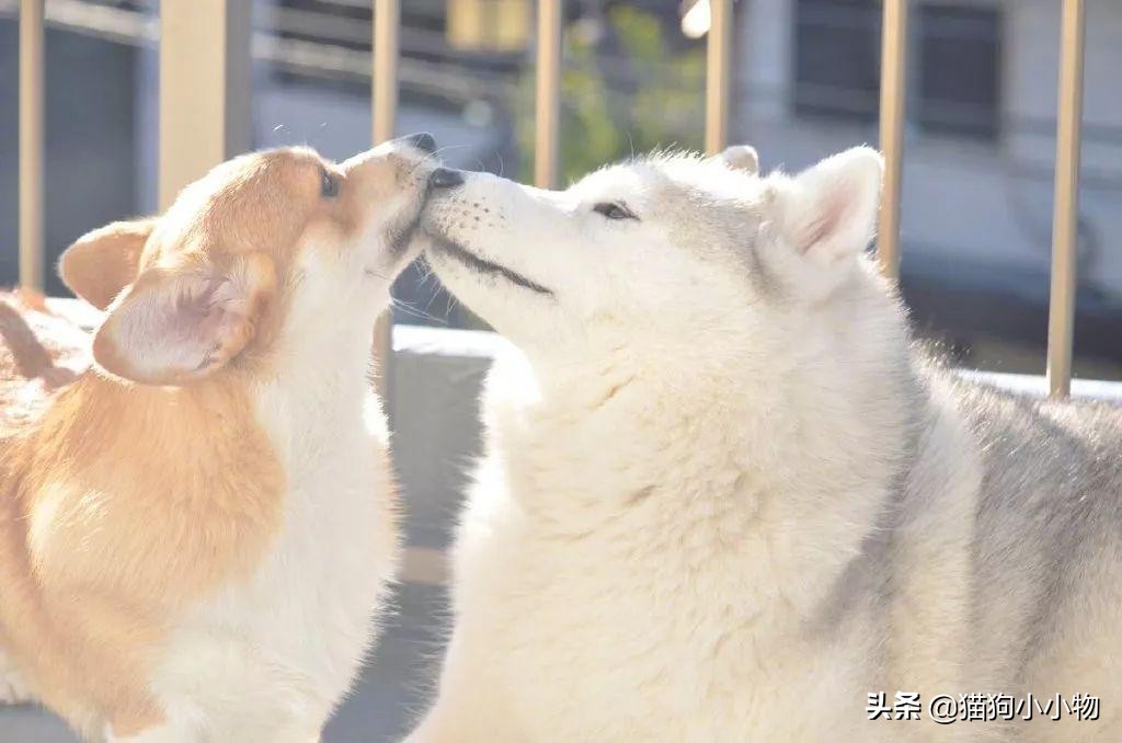 狗没有亲子观念吗,狗没有生殖器官吗