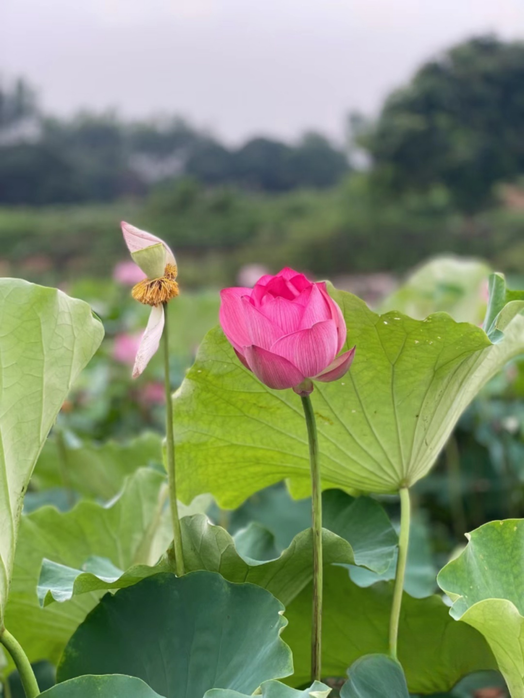 莆田荷花花海,莆田哪里荷花开了