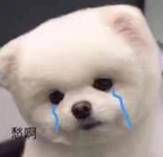 手机把u盘文件删除了怎么恢复,u盘中毒文件被删除怎么恢复文件