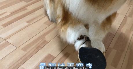 不想再做人,日本男子花了200万让自己变成了狗