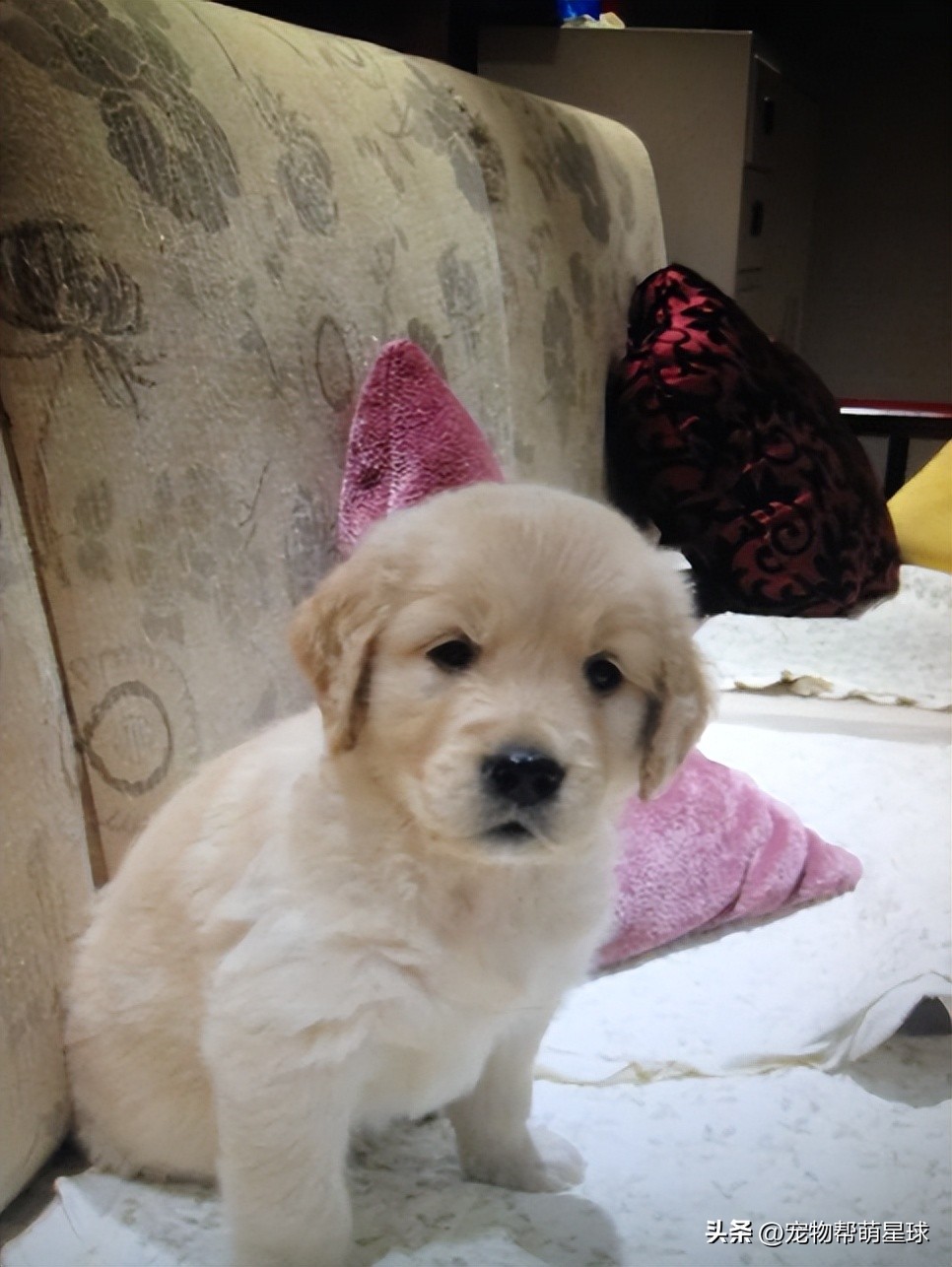 如果有一天，我的宠物不在了，怎么办？