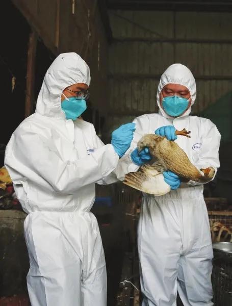 开家禽检疫证明需要什么条件,家禽无检疫证咋办