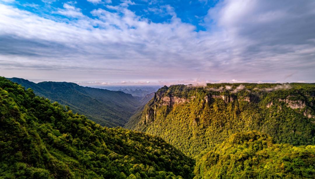 猫咪走太空步原视频最火,猫咪壁虎漫步视频