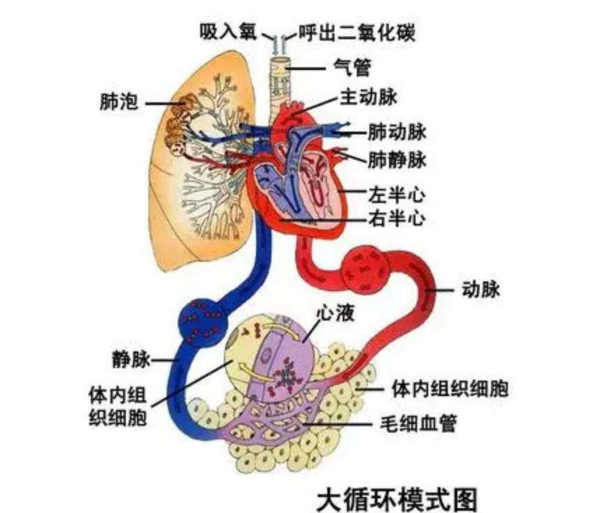 科学家用青蛙做实验，得到反重力蛙，那把人放进强磁场中会怎样？