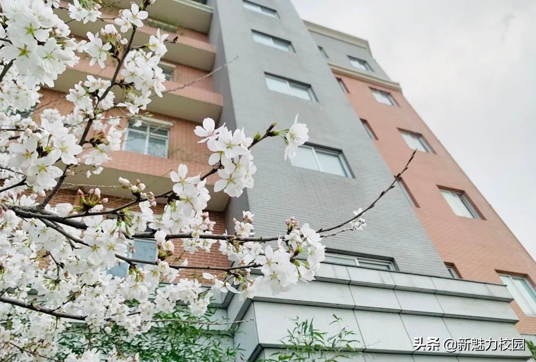 南京一中实验学校小学部好进吗,南京一中实验小学教学质量