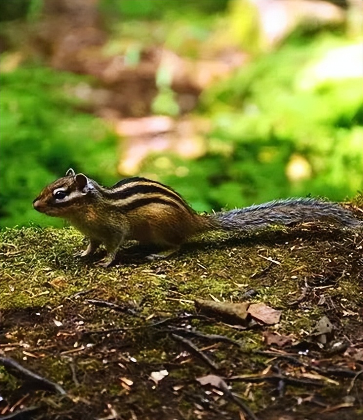 快看！黑龙江各地都被哪些萌货代表了？