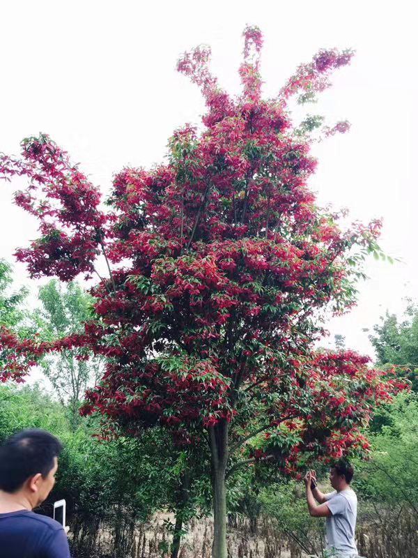 白蜡的行情,白蜡未来5年行情