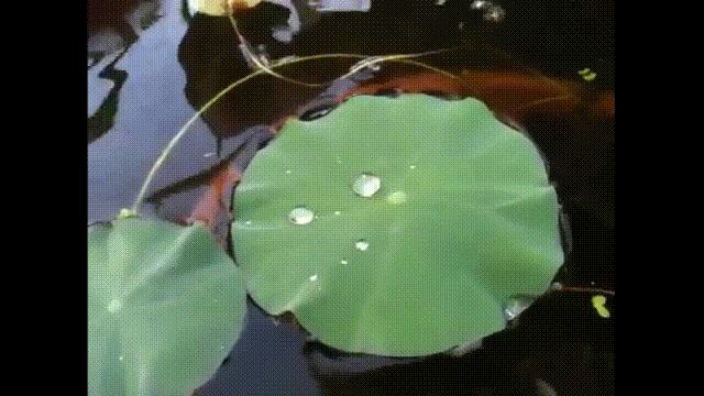 液体猫是真的吗,为什么都说猫咪是液体猫