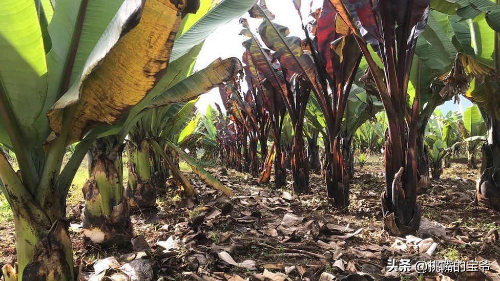 坐拥10亿亩耕地，被誉为非洲心脏的非洲第二大国，8种奇珍异果