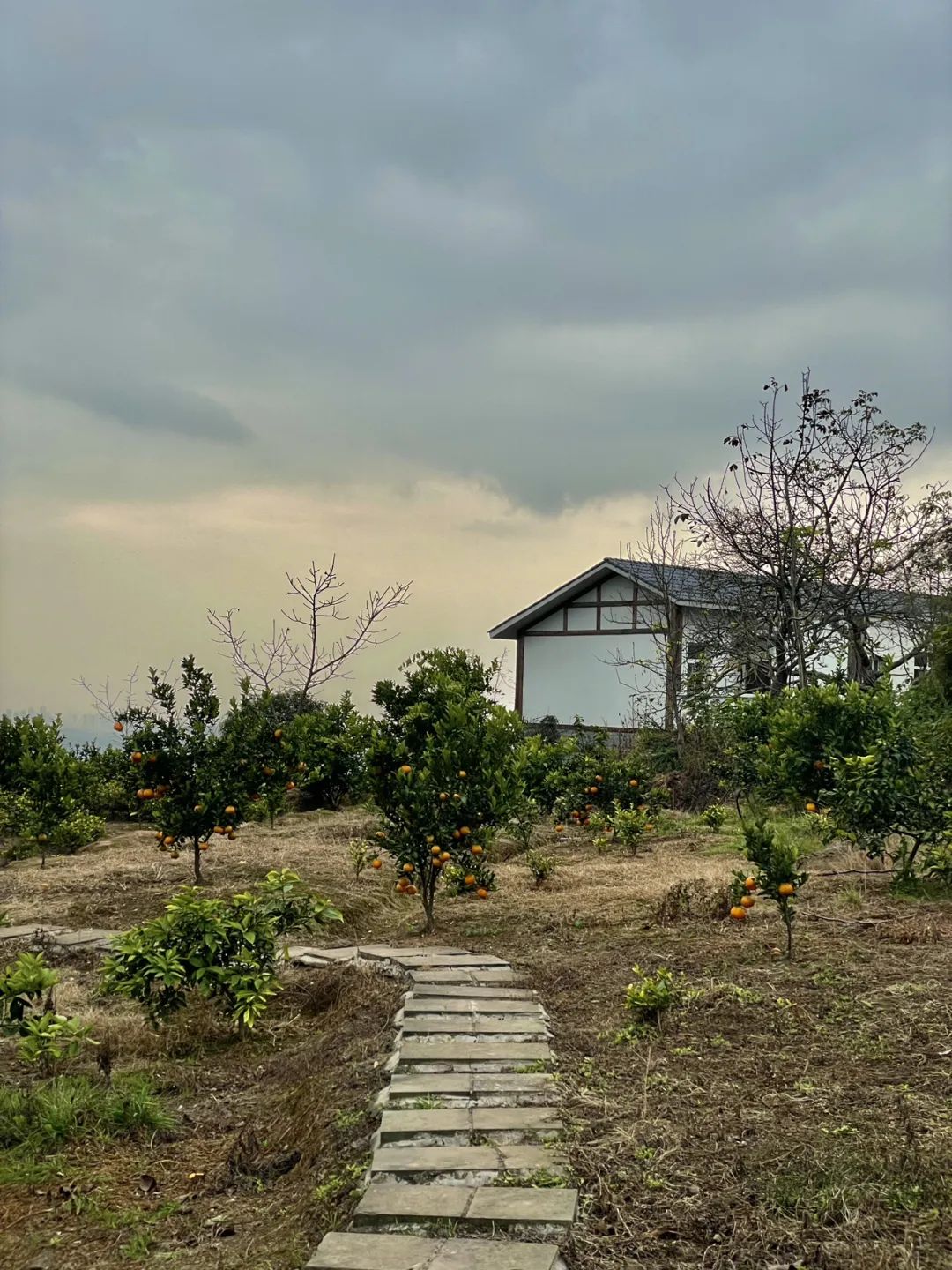 成都旅游豌豆尖,成都仰天窝近郊爬山推荐