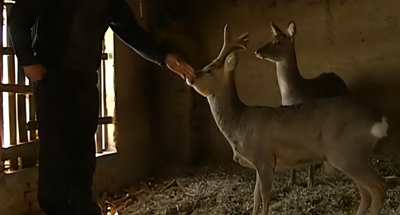 吉林男子野外捡鹿,吉林男子捡到小鹿