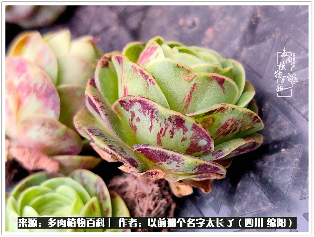 夏天山地玫瑰,小清新山地玫瑰